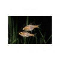 Rasbora arlequin gold