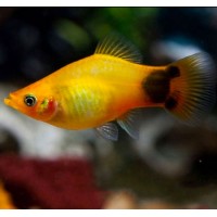 Platy, couleur Mickey jaune
