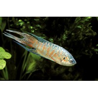 Poisson-paradis, Bleu, 4-5cm