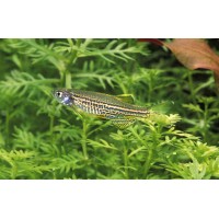 Danio Truite voilé, Moucheté, 3-3,5cm