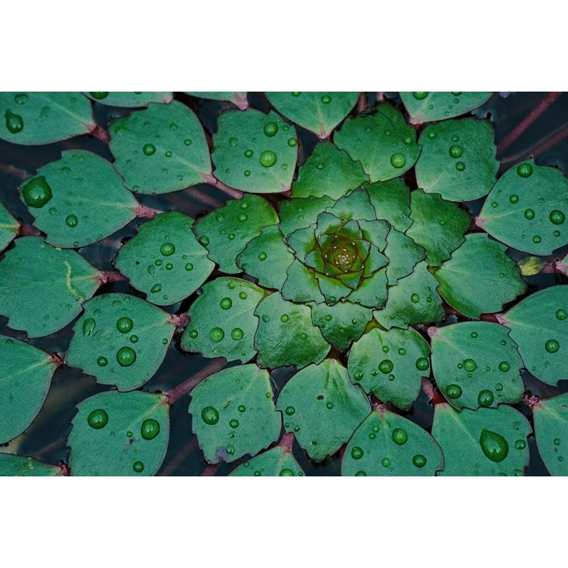 Engrais 7 Boulettes JBL pour les racines des Plantes d'Aquarium -   Plantes, koïs Japon et matériel de Bassins