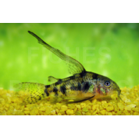 Corydoras paleatus voile