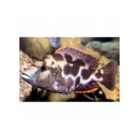 Haplochromis livingstonii