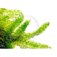 Vesicularia sp. - China Moss