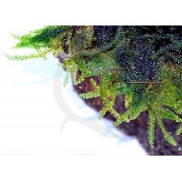 Vesicularia sp. - China Moss