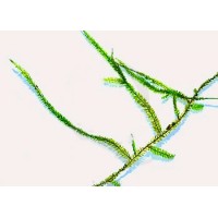 Taxiphyllum sp. - Giant Moss