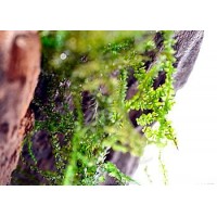 Amblystegium sp. - Brazil Moss