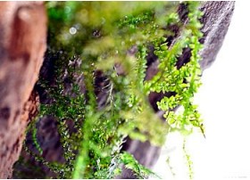 Amblystegium sp. - Brazil Moss