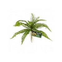 ZOOMED Plante artificielle Naturalistic Sword Fern