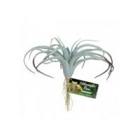 ZOOMED Plante artificielle Naturalistic Tillandsia Air