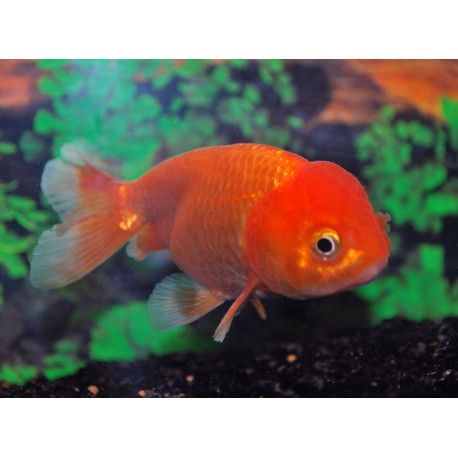 Lampe Aquarium - Poisson rouge en aquarium d'eau douce - 54 cm de