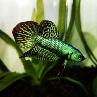 Betta splendens Alien Green 4-6 cm