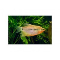 Gourami perlé EU