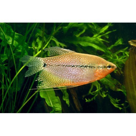 Plantes vivant aquarium POISSON ROUGE lot de 30 plantes en 6