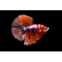 Combattant, Betta Splendens, Halfmoon Plakat Candy Koi