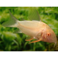 Corydoras sterbai Albinos