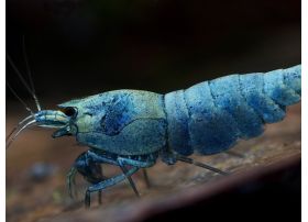 Caridina cf. cantonensis - Taiwan Bee Blue Bolt Extrem