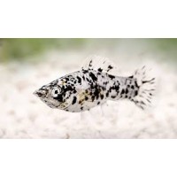 Molly Dalmatien, 3 à 4 cm