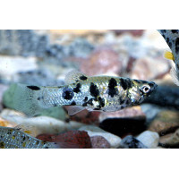 Molly Dalmatien, 3 à 4 cm