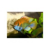 Astatotilapia sp. Cf CH44