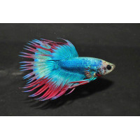 Betta splendens Crowntail Thai Flag Premium 5-6 cm