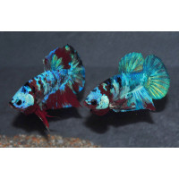 Betta splendens Halfmoon Plakat Galaxy