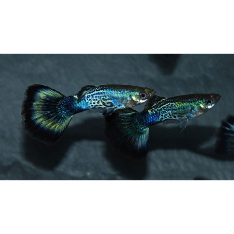 Guppy Fêmea Cobra Azul - AquaLovers