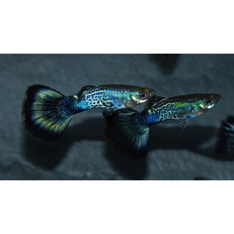 Guppy Femelle Cobra Bleue Biosecure 3,5-4 cm