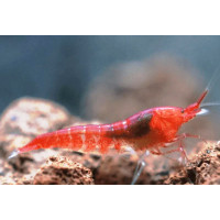 Halocaridina Rubra - Opae Ula