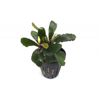 Bucephalandra IO Black