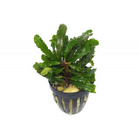 Bucephalandra Velvet lead Entihong