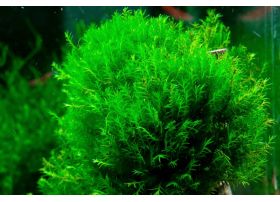 Coin de grille de mousse noir env. 15 x 15 cm / mousse aquarium plantes  grille net aquascaping -  France