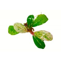 Bucephalandra Varigata Round Leaf