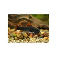 Corydoras 'black venezuela' 