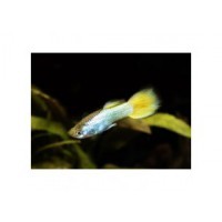 Guppy jaune silver Mâle