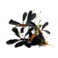 Bucephalandra Black King