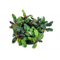 Bucephalandra Boyan Phoenix sur Pad