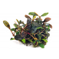 Bucephalandra Brownie Osiris sur Pad