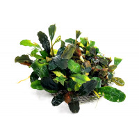 Bucephalandra Brownie Blue sur Pad