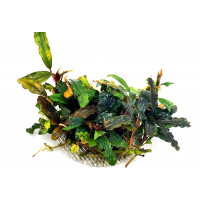 Bucephalandra Biblis Red sur Pad