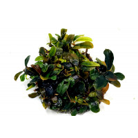 Bucephalandra Brownie Rainbow sur Pad