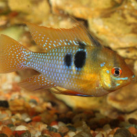 JBL PRONOVO CICHLID GRANO S