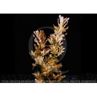 Ludwigia Inclinata Crystal Red