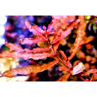 Ludwigia Inclinata Crystal Red