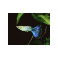 Guppy bleu diamant mâle