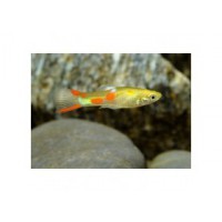 Guppy endler gold mâle 