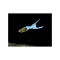 Guppy endler 'blue japan' lyre  (en couple, l'unité)