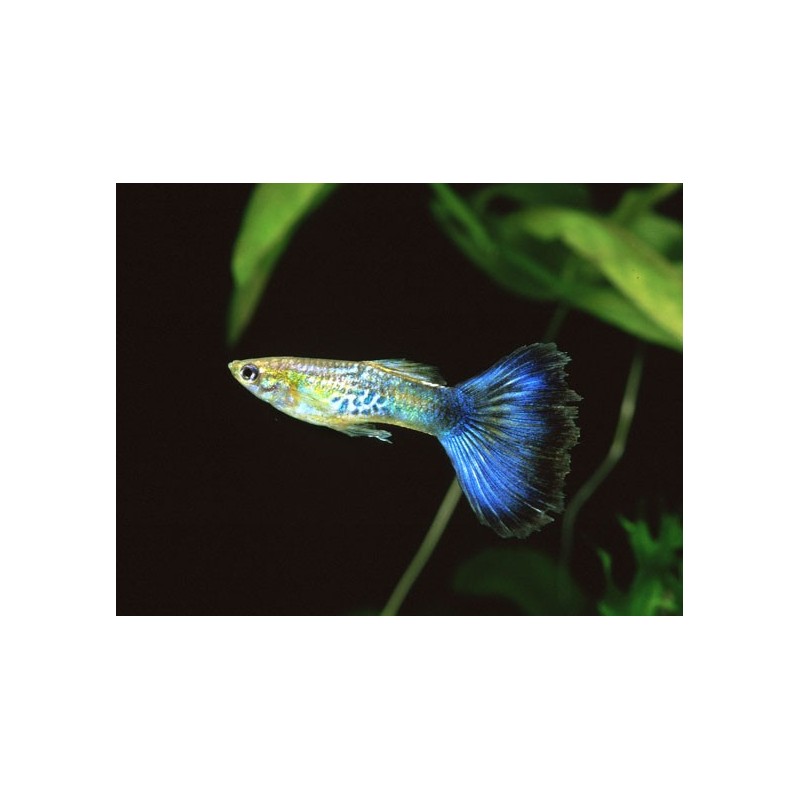 Guppy Fêmea Cobra Azul - AquaLovers