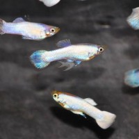 Guppy Moscou White