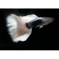 Guppy 'White tuxedo' mâle